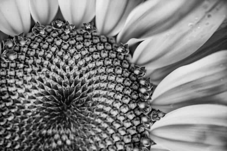 (HMM) Flower(s) in Black & White #5